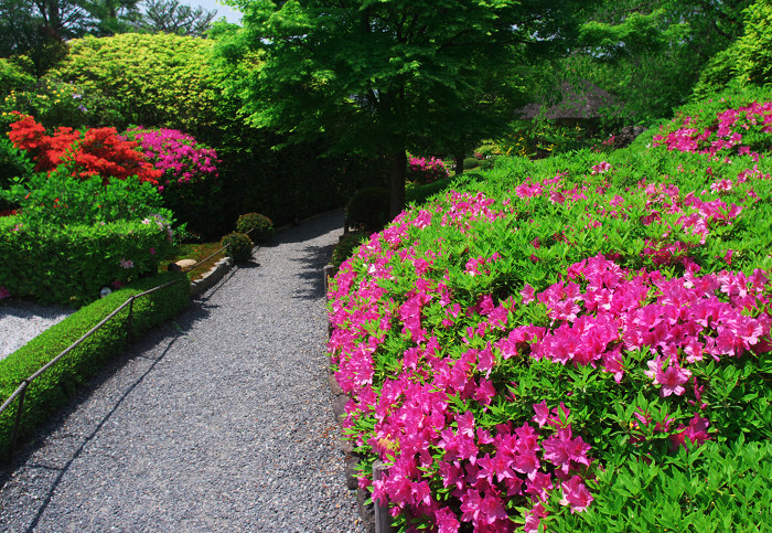 花の退蔵院(妙心寺・退蔵院)_f0155048_21561531.jpg