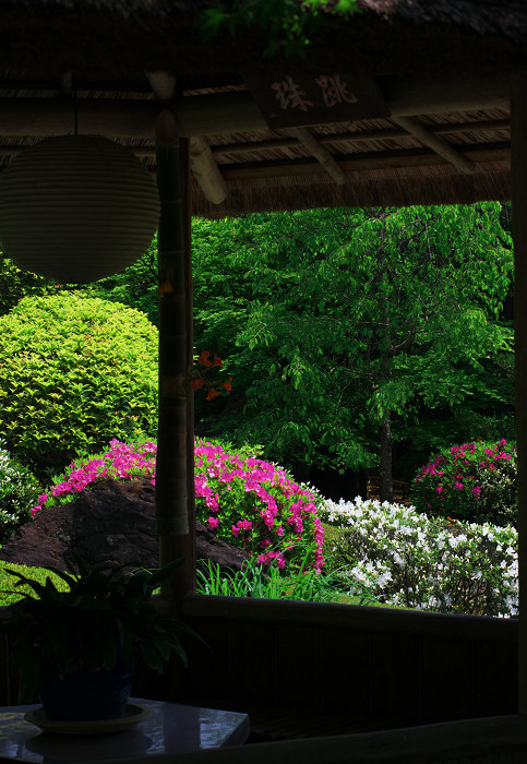 花の退蔵院(妙心寺・退蔵院)_f0155048_21563116.jpg