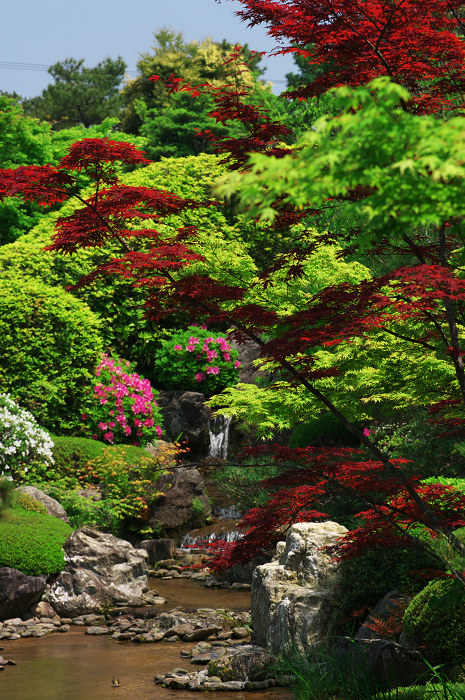 花の退蔵院(妙心寺・退蔵院)_f0155048_2157165.jpg