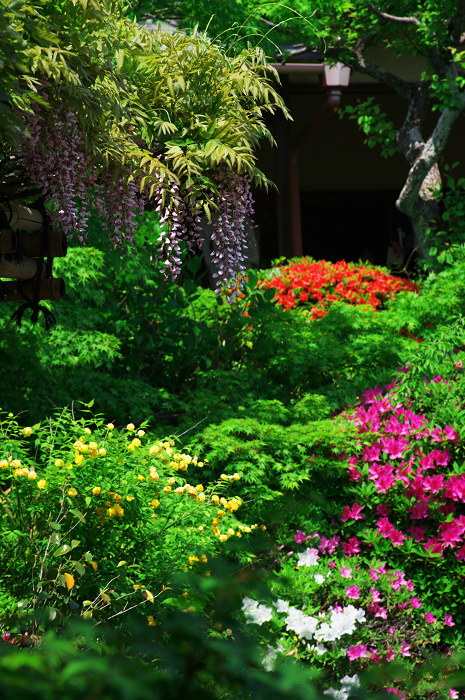 花の退蔵院(妙心寺・退蔵院)_f0155048_21572987.jpg