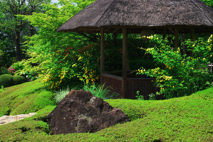 花の退蔵院(妙心寺・退蔵院)_f0155048_21574179.jpg