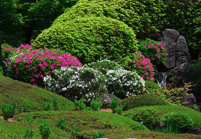 花の退蔵院(妙心寺・退蔵院)_f0155048_2275354.jpg