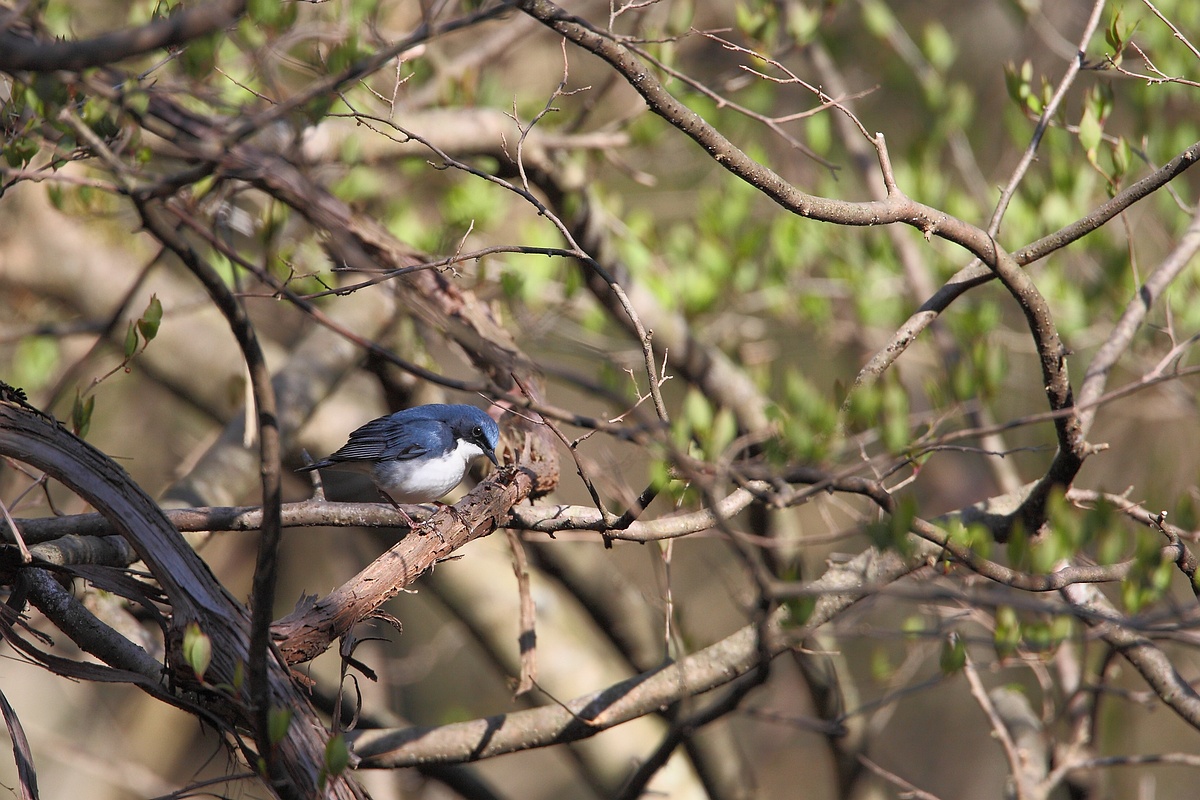 全てはコルリから始まった Eos と Kotodaddy