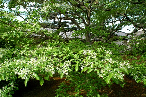 　　和歌山城散歩　　１６年前、２００９年４月撮影_b0093754_0191025.jpg