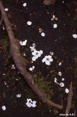b0132755_15555.jpg
