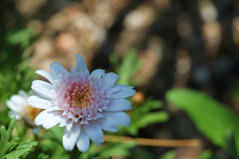 庭の花と昆虫_f0106759_71570.jpg