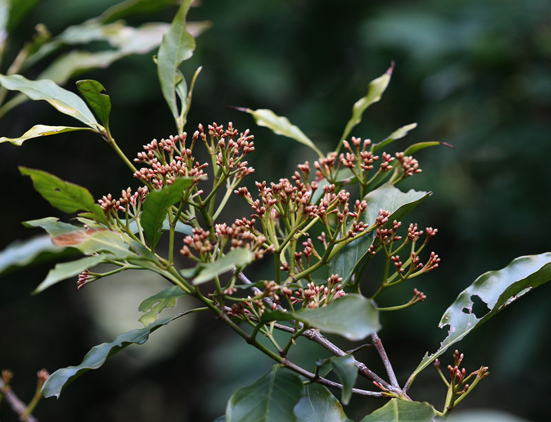 ミサオノキ Randia cochinchinensis_f0165160_17205293.jpg