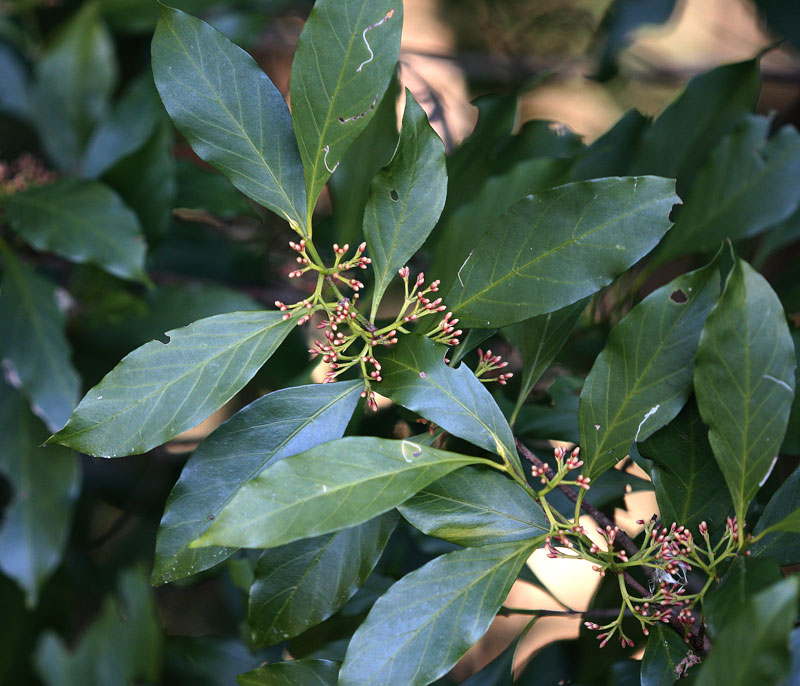 ミサオノキ Randia cochinchinensis_f0165160_17365660.jpg