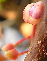 b0169765_10413470.jpg