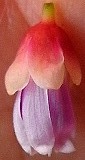 b0169765_104262.jpg