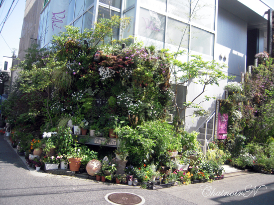 風花東京 青山 ア ラ カルト