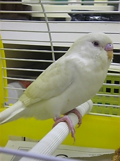 鳥がすすけたような羽のときは_c0049870_14352462.jpg