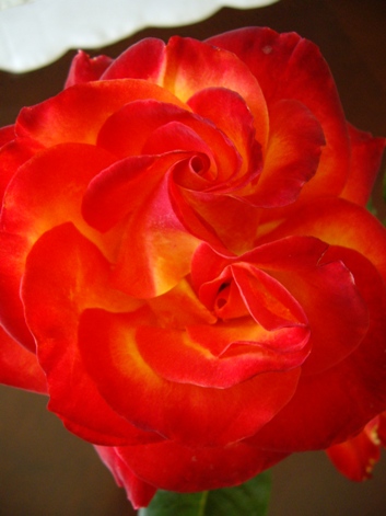 c0110280_8385287.jpg