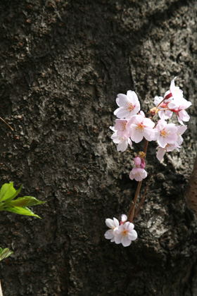 01,May,2009　今年のお花見ピクニック（4月の話）_f0130980_9214547.jpg