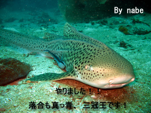 ヒンデン・ヒンムアンクルーズ やったぜ!ダブル三冠王!_f0144385_2204316.jpg