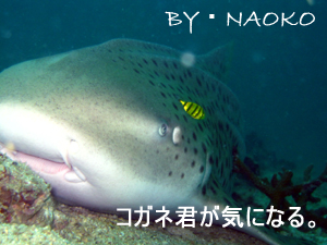 ヒンデン・ヒンムアンクルーズ やったぜ!ダブル三冠王!_f0144385_221427.jpg