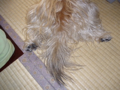 c0086895_1041475.jpg