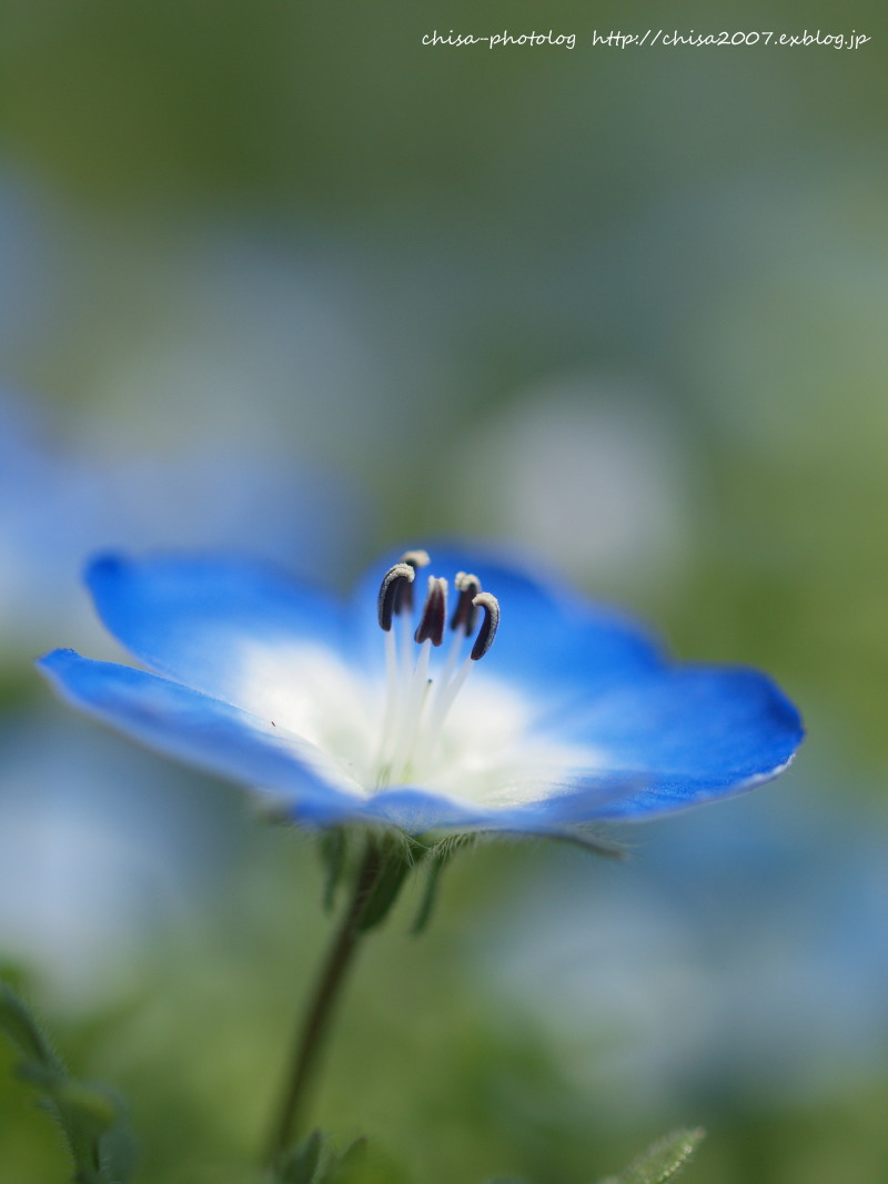 Nemophila _c0158998_015112.jpg