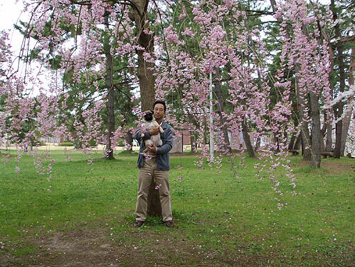 弘前公園の桜_f0019498_22331535.jpg