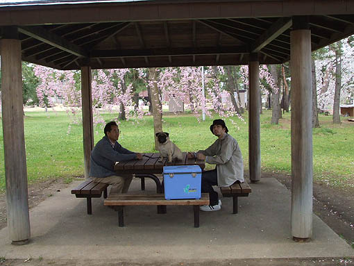 弘前公園の桜_f0019498_22334918.jpg