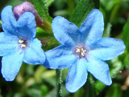 ここに咲く花~♪_a0047200_12581512.jpg