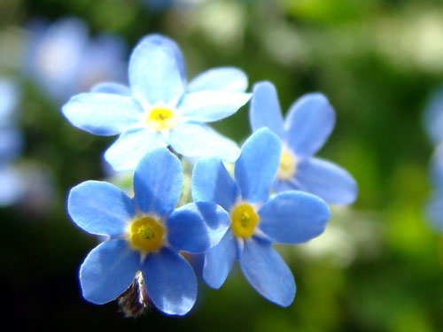 ここに咲く花~♪_a0047200_12585711.jpg