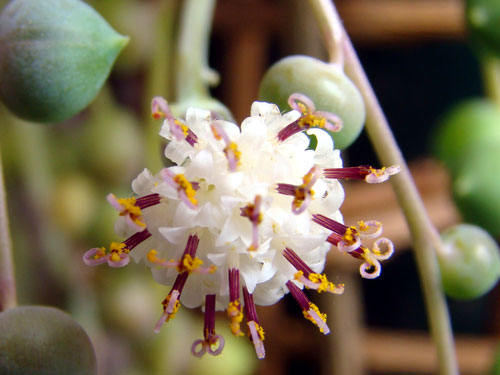 ここに咲く花~♪_a0047200_12593347.jpg