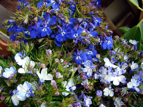 ここに咲く花~♪_a0047200_12595017.jpg