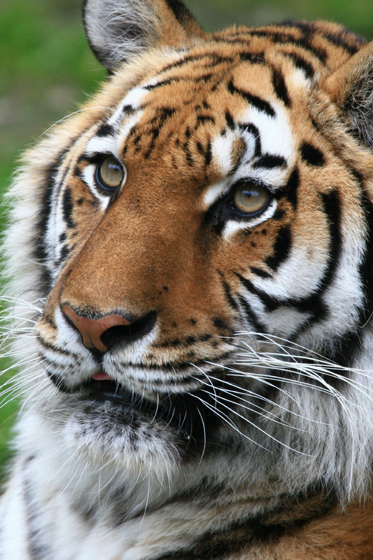 BS熱中夜話 動物園ナイト 第二夜_b0016600_2494330.jpg