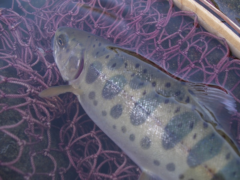 c0180802_22175567.jpg
