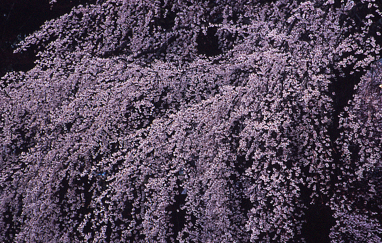 ～ 長野（南信）の桜 ～_e0056102_23541024.gif