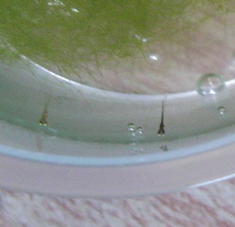 c0052304_921127.jpg