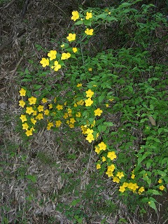 c0117007_21354916.jpg