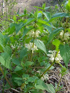 c0117007_2142861.jpg