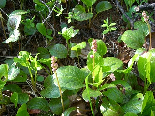 c0117007_21452484.jpg