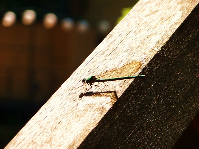 f0182513_2241871.jpg
