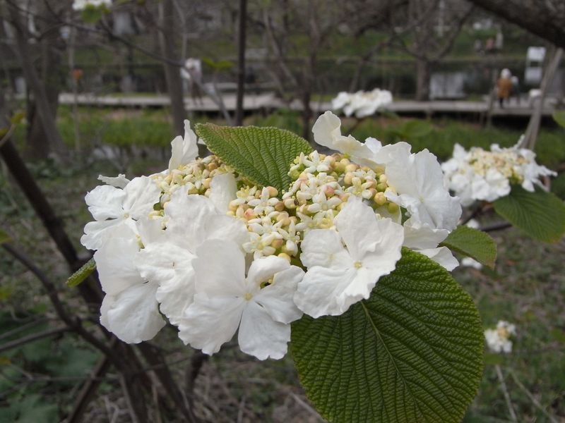 スプリング・エフェメラル in 北大_c0025115_1640015.jpg