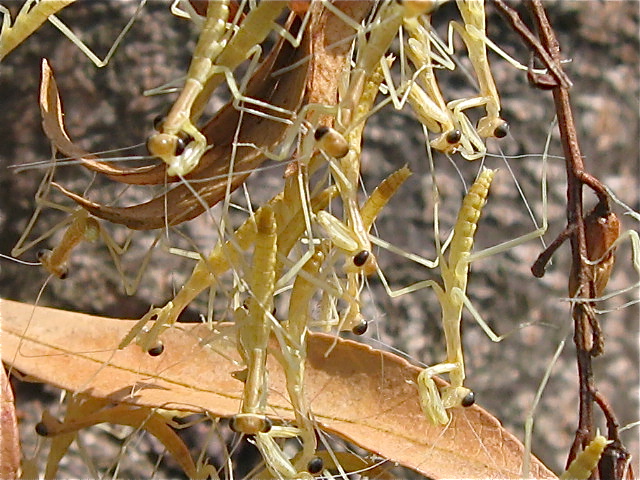 GW 虫観察ざんまい〜カマキリ出ました！_f0128316_10393144.jpg