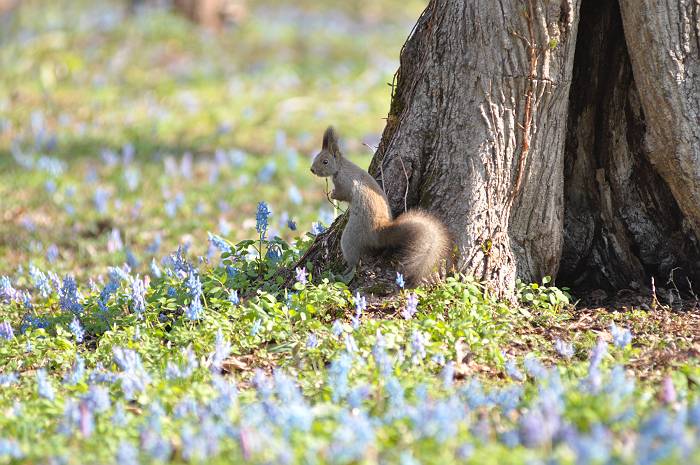 春の森の花とエゾリス　_d0098721_20324541.jpg