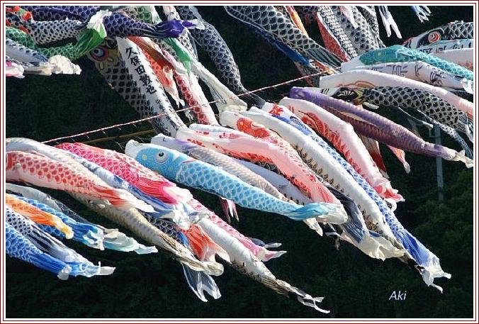 相模川　高田橋の鯉のぼり祭り風景です。／他トビ／写真俳句など。_b0033423_14355069.jpg