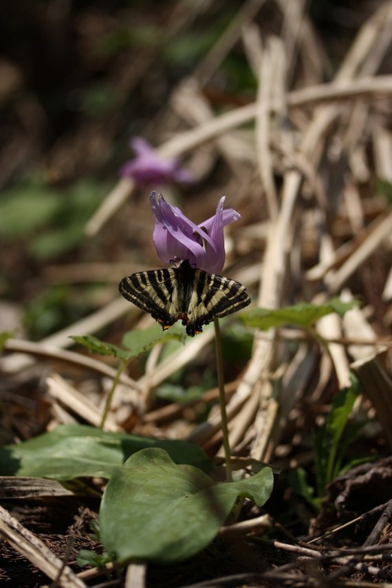 b0146723_172480.jpg
