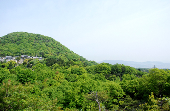八十八_e0103024_10531197.jpg
