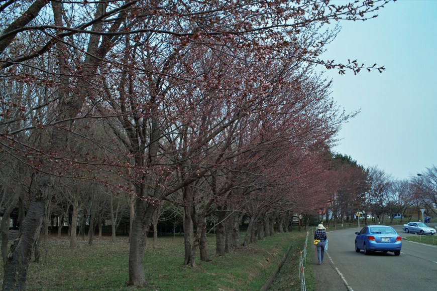 一分咲き_c0051132_21452749.jpg