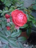 c0073332_2343994.jpg