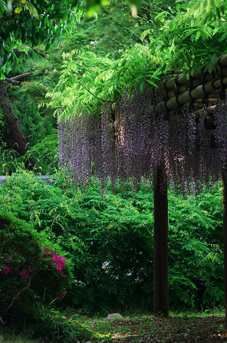 早朝散歩・その2(平等院)_f0155048_22572481.jpg