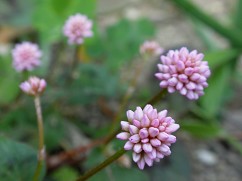 a0089450_20413110.jpg