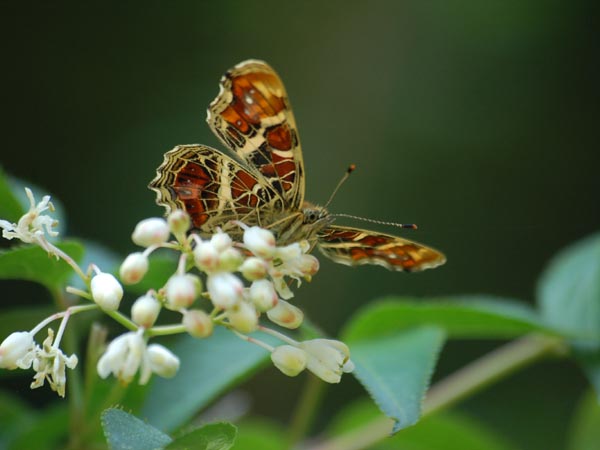 埼玉のサカハチチョウなど_c0045352_16295863.jpg