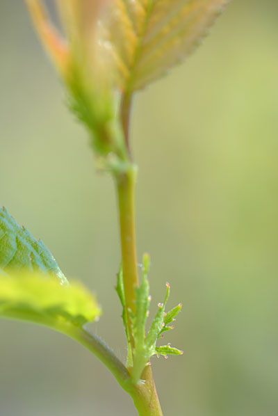 c0145453_0345351.jpg