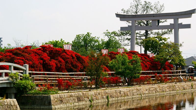 八条池中堤の霧島躑躅 （長岡京 長岡天満宮 ）  (2009年05月02日)_c0119555_20442092.jpg