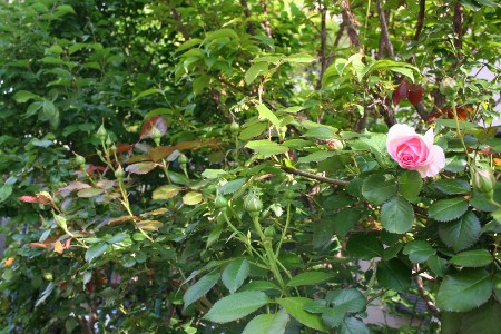 f0077662_10103733.jpg